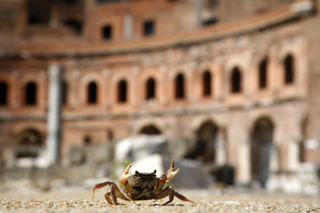 Roman Crab.jpg